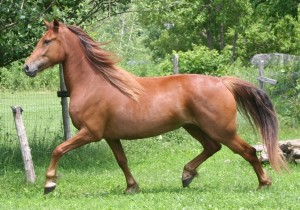 Canadian Horse horse