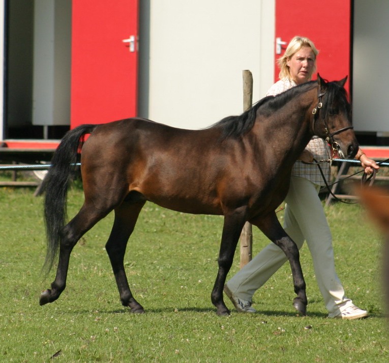 Caspian Horse horse
