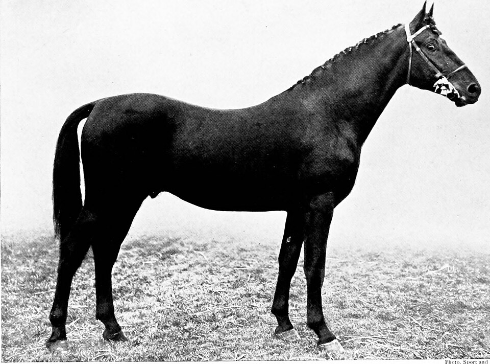 Cleveland Bay horse