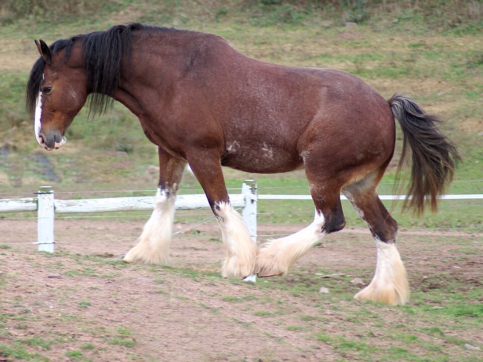 Clydesdale horse