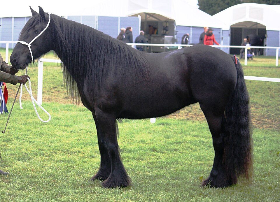 Dales Pony horse