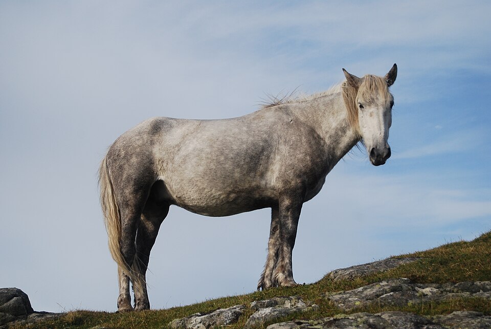 Eriskay Pony horse