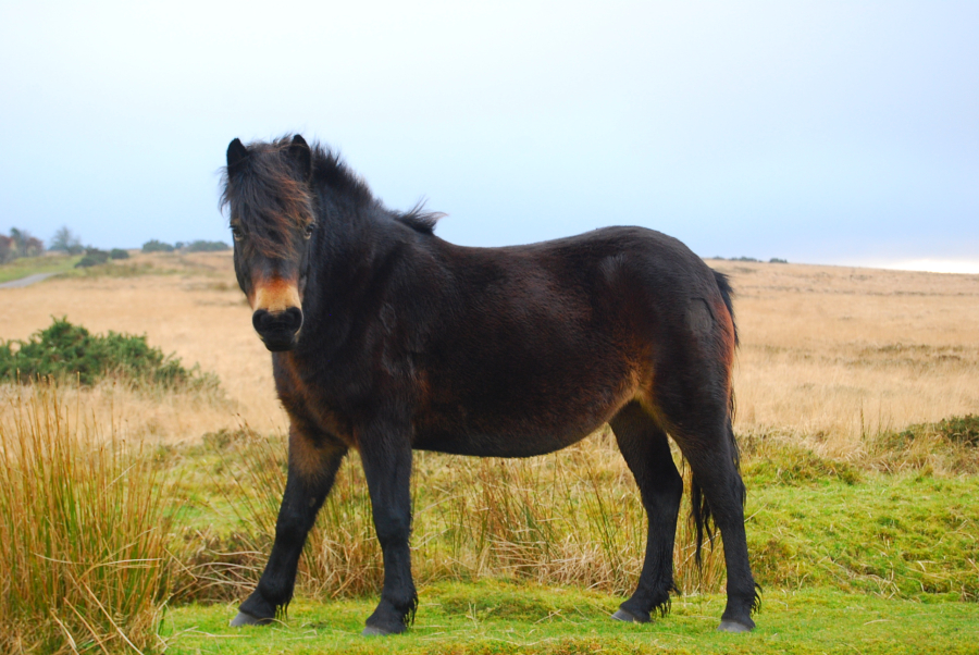 Exmoor Pony horse