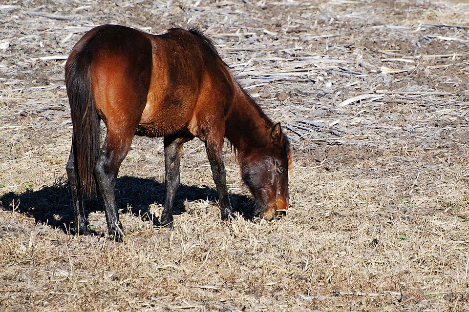 Florida Cracker Horse horse