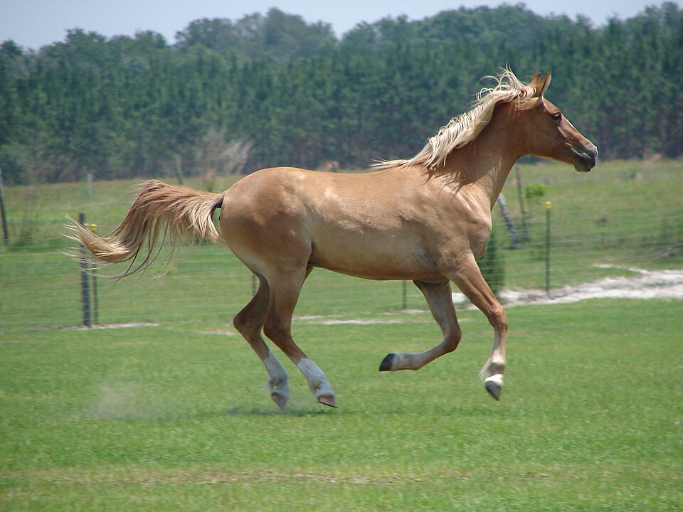 Galiceño horse