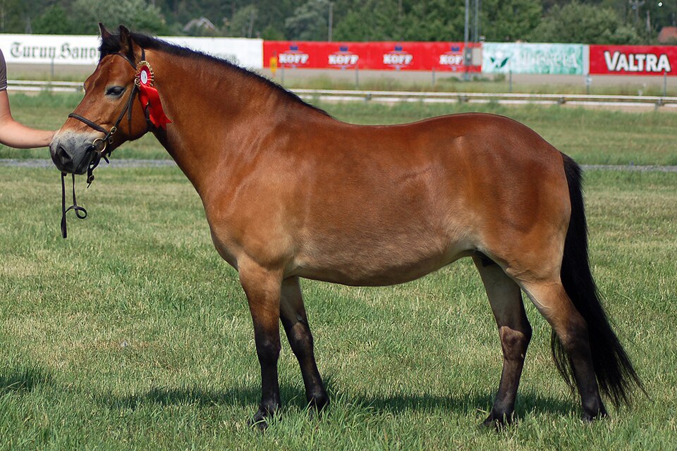 Gotland Pony horse
