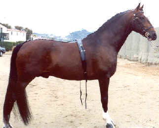Hackney Horse horse