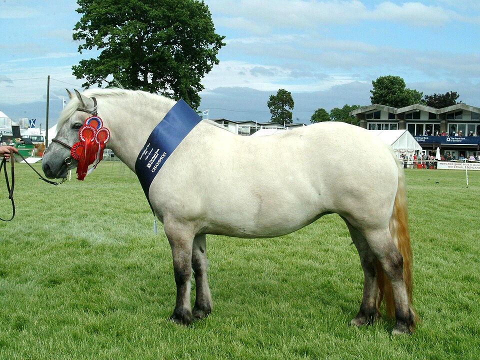 Highland Pony horse