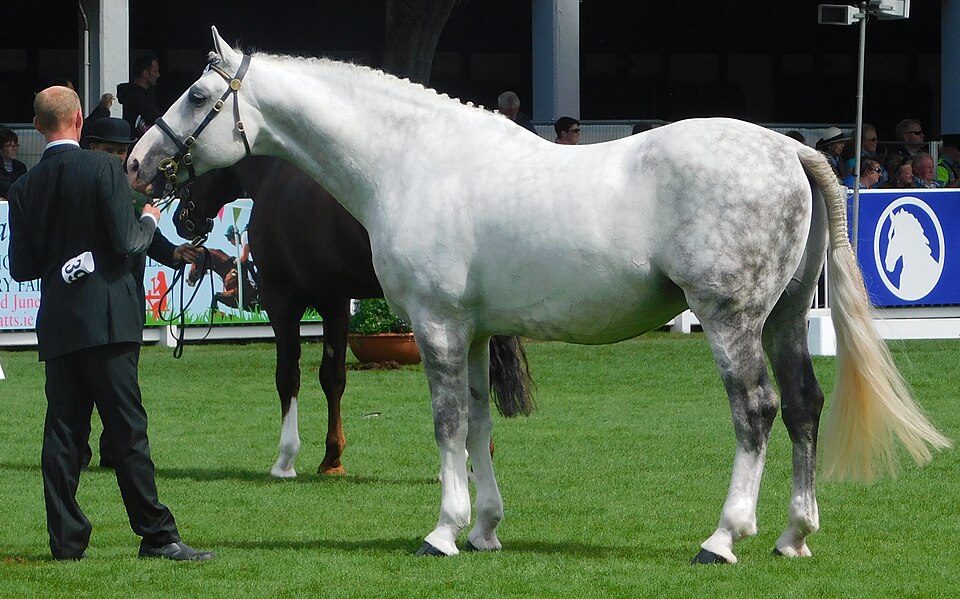 Irish Draught horse