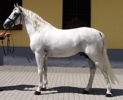 Lipizzan horse