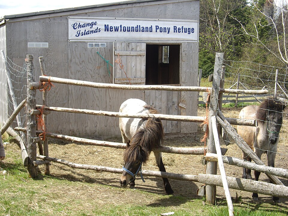 Newfoundland Pony horse