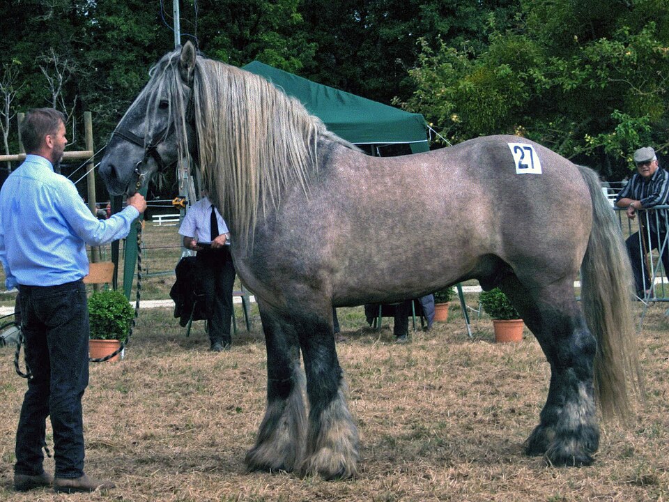 Poitevin (Mulassier) horse