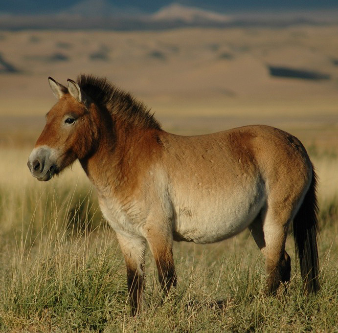 Przewalski's Horse horse