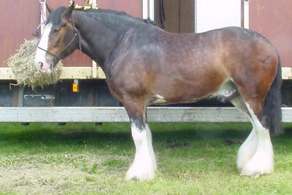 Shire Horse horse