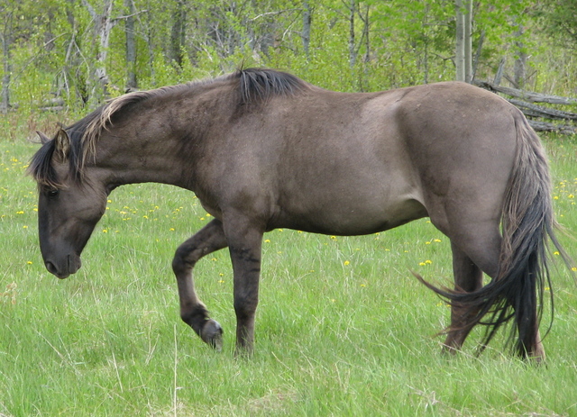 Sorraia horse