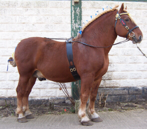 Suffolk Punch horse