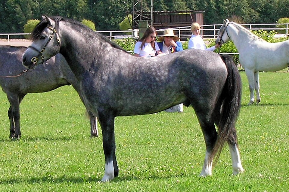 Welsh Mountain Pony horse